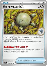 古びたずがいの化石